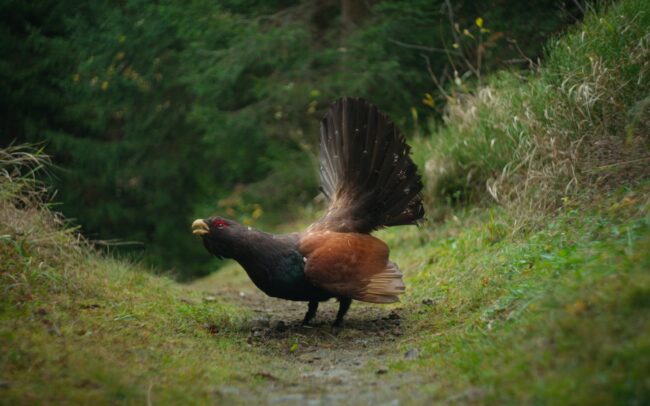 A majestic mountain cock is blocking Stevie Schneider's way on the trail.